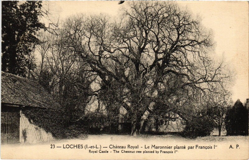 Carte postale ancienne Loches Chateau Royal Marronnier plante à Loches