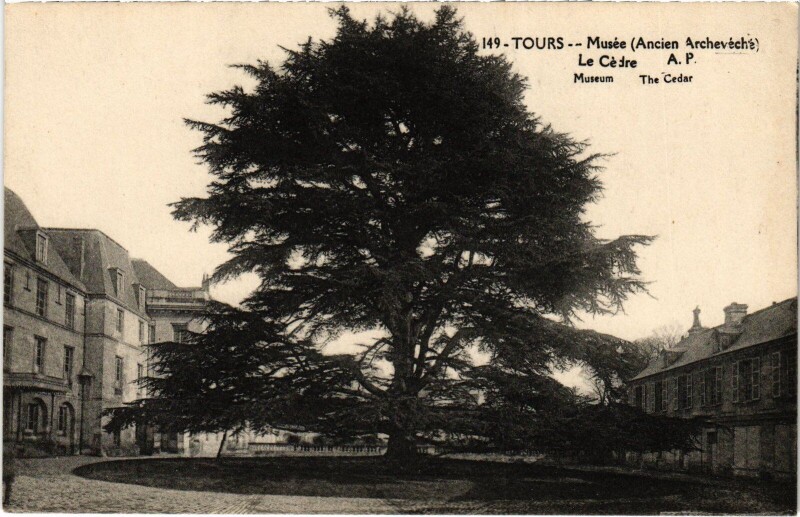 Carte postale ancienne Tours Le Musee Le Cedre à Tours