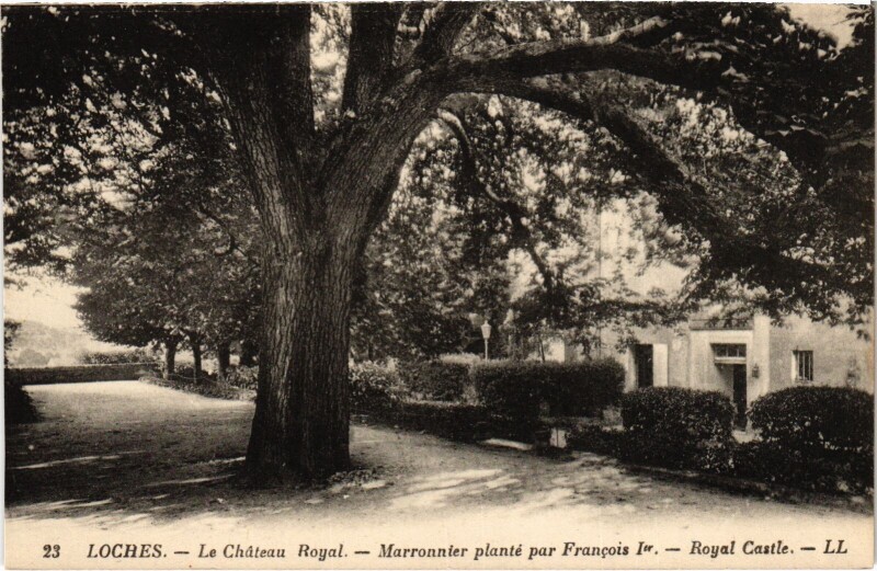 Carte postale ancienne Loches Chateau Royal Marronnier plante à Loches