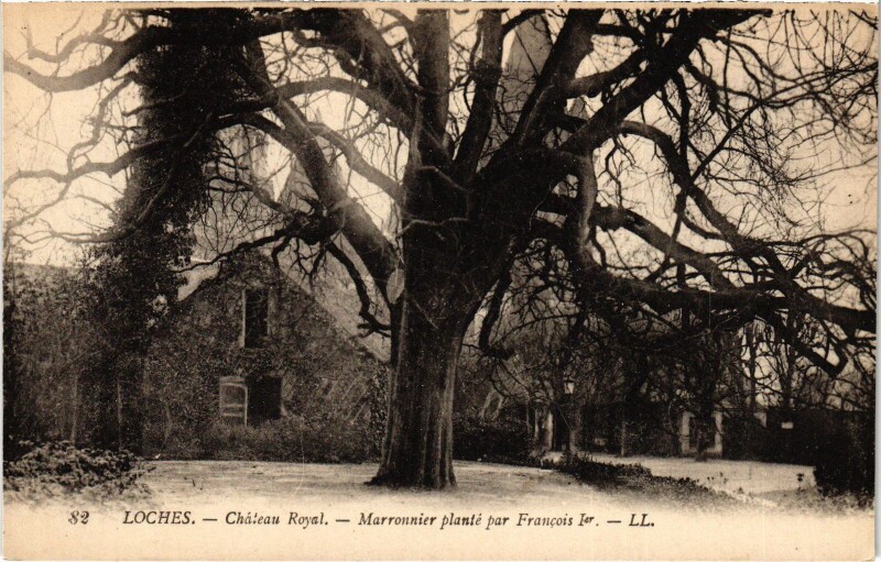 Carte postale ancienne Loches Chateau Royal Marronnier plante à Loches