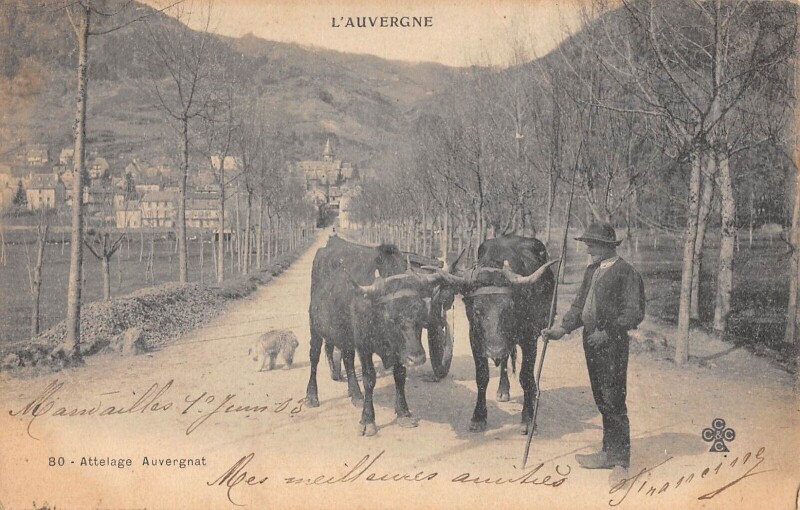 Carte postale ancienne Attelage Auvergnat