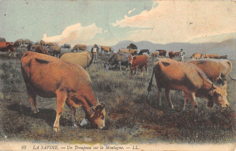 Carte postale ancienne La Savoie - Un Troupeau Sur La Montagne - Vaches