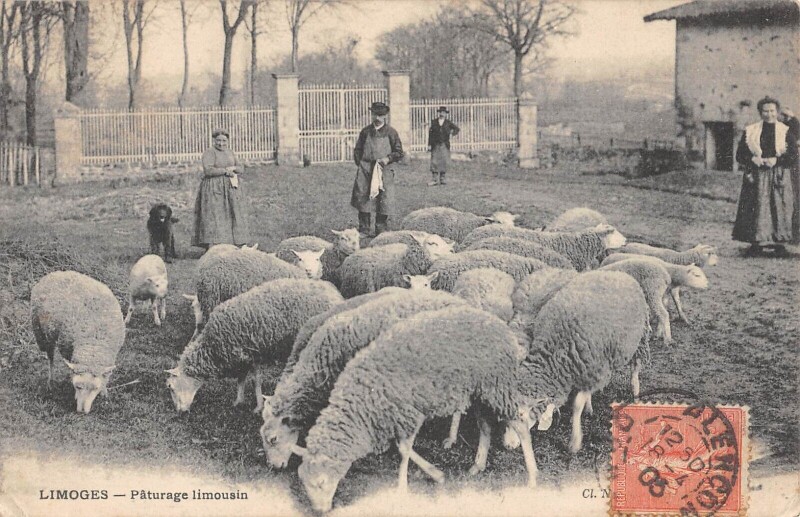 Carte postale ancienne Limoges - Paturage Limousin à Limoges