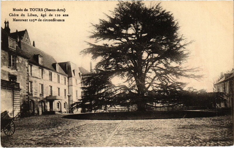 Carte postale ancienne Tours Musee - Cedre du Liban à Tours