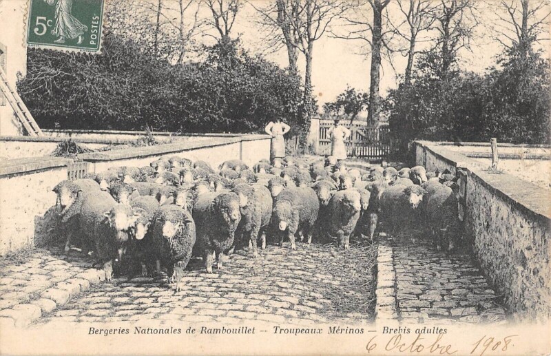 Carte postale ancienne Bergeries Nationales De Rambouillet - Troupeaux Merinos - Brebis Adultes à Rambouillet