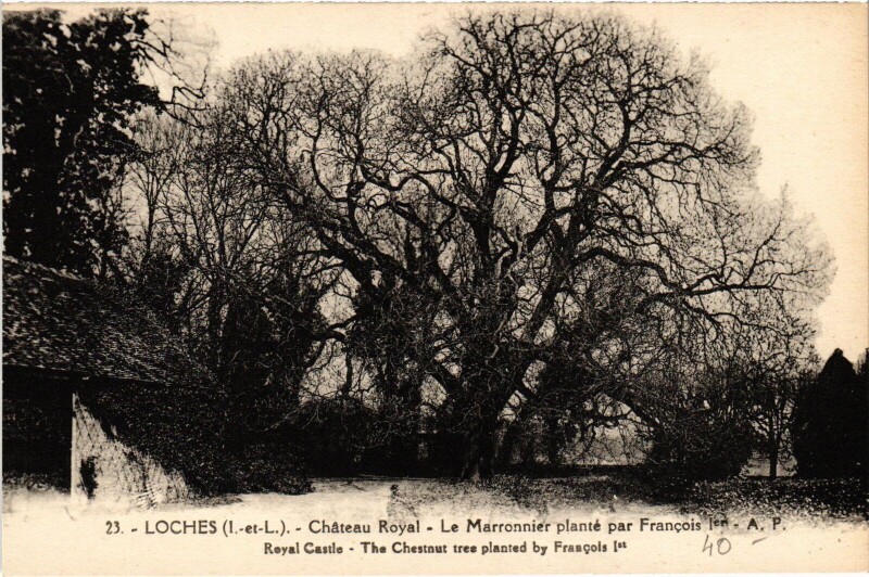 Carte postale ancienne Loches Chateau Royal Maronnier plante à Loches