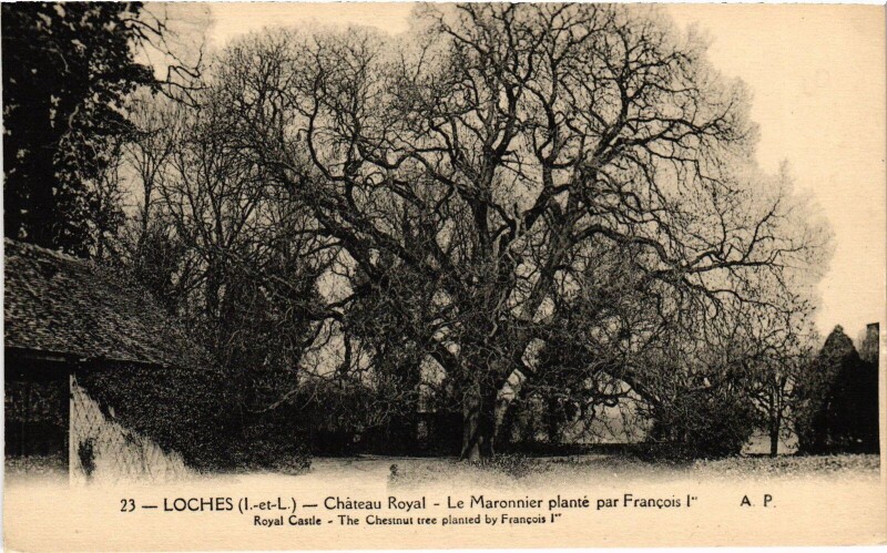 Carte postale ancienne Loches Chateau Royal Maronnier plante à Loches