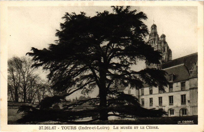 Carte postale ancienne Tours le Musee et le Cedre à Tours