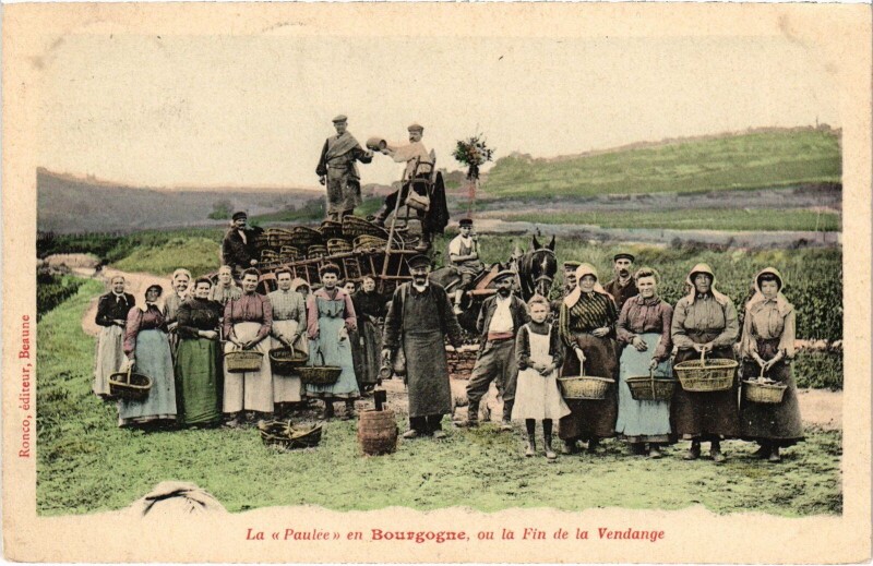Carte postale ancienne Vendange en Bourgogne La Paule