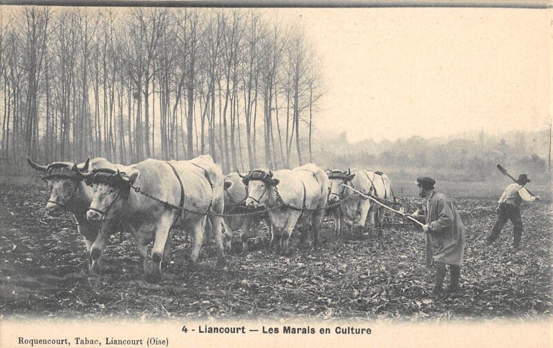 Carte postale ancienne Liancourt - Les Marais En Culture à Liancourt
