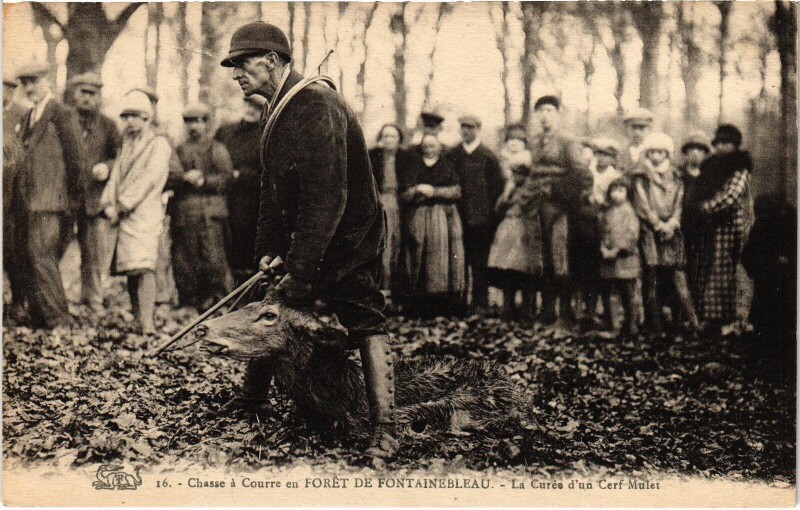 Carte postale ancienne Foret de Fontainebleau Chasse a courre La Curée d'un Cerf Hunting à Fontainebleau
