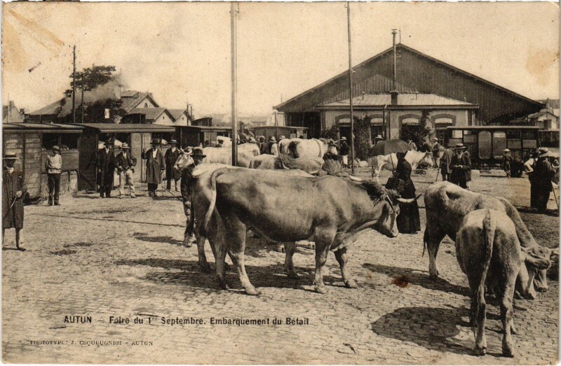 Carte postale ancienne Autun Foire du 1er septembre Bétail à Autun