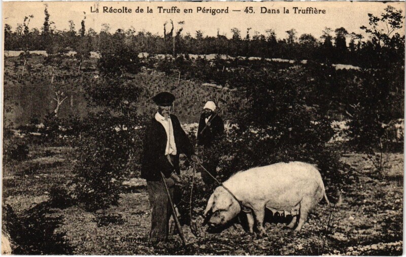Carte postale ancienne En Périgord Récolte de la Truffe dans la Truffiere