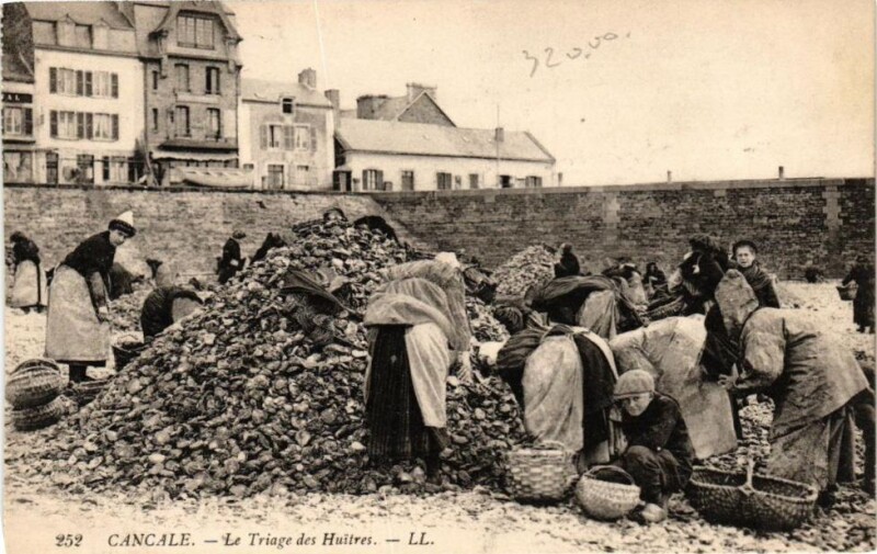 Carte postale ancienne Cancale - Le Triage des Huitres à Cancale