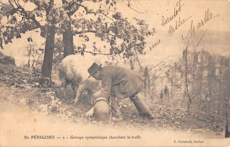Carte postale ancienne En Perigord - Groupe Sympathique Cherchant La Truffe