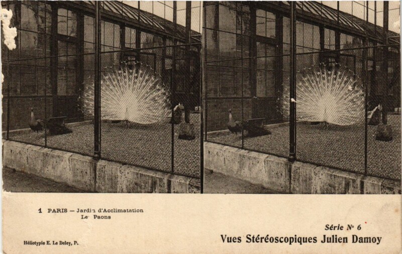 Carte postale ancienne Jardin d'Acclimatation - Les Paons à Neuilly-sur-Seine
