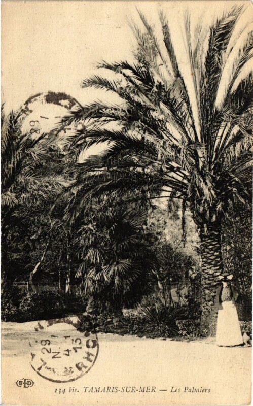 Carte postale ancienne Tamaris-sur-Mer-Les Palmiers