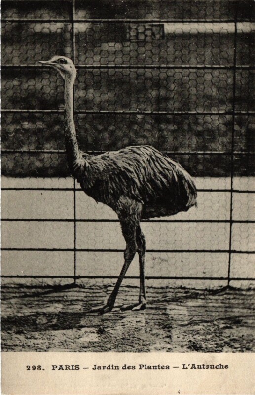 Carte postale ancienne Paris 5e-Jardin des Plantes-L'Autruche à Paris 5e