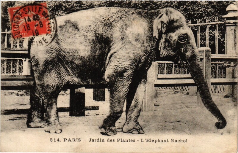 Carte postale ancienne Paris 5e-Jardin des Plantes-L'Eléphant Rachel à Paris 5e
