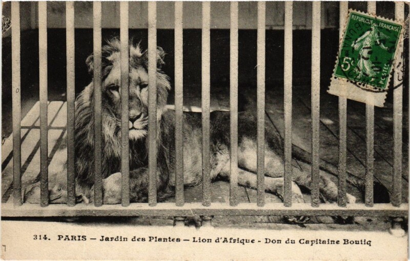 Carte postale ancienne Paris 5e-Jardin des Plantes-Lion d'Afrique-Don du Capitaine Boutiq à Paris 5e