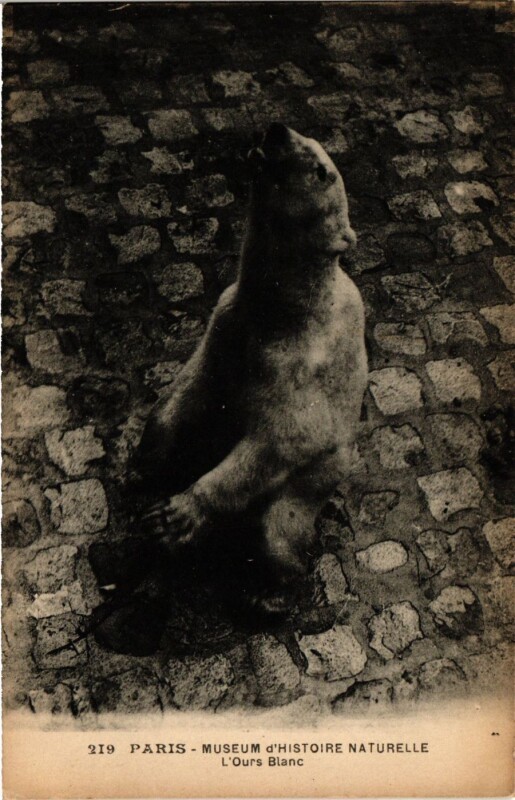 Carte postale ancienne Paris 5e-Museum d'Histoire Naturelle-Ours Blanc à Paris 5e