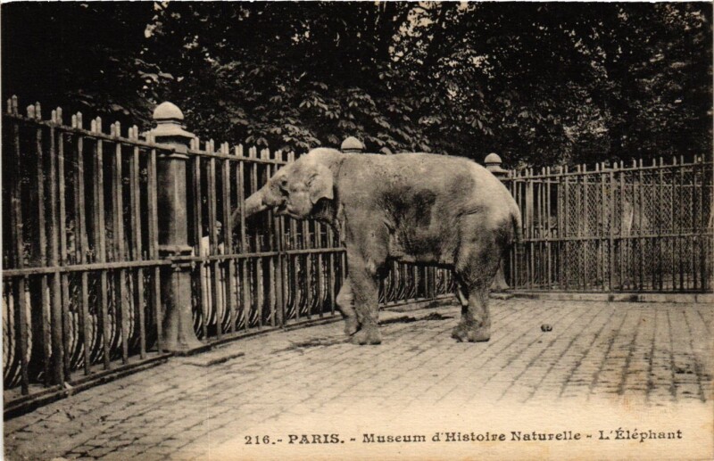 Carte postale ancienne Paris 5e-Musée d'Histoire Naturelle-L'Eléphant à Paris 5e