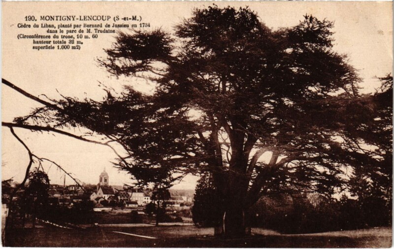 Carte postale ancienne Montigny-Lencoup - Cedre du Liban Plante par Bernard de Jussieu à Montigny-Lencoup