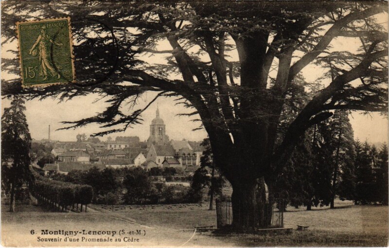 Carte postale ancienne Montigny-Lencoup - Souvenir d'une Promenade au Cedre à Montigny-Lencoup