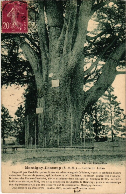 Carte postale ancienne Montigny-Lencoup - Cedre du Liban à Montigny-Lencoup