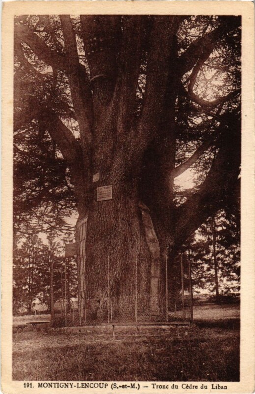 Carte postale ancienne Montigny-Lencoup - Tronc du Cedre du Liban à Montigny-Lencoup