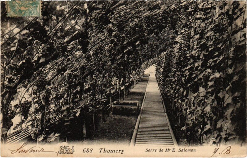 Carte postale ancienne Thomery - Serre de Mr. E. Salomon à Thomery