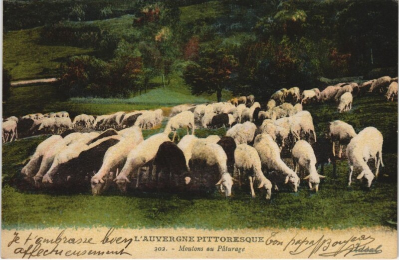Carte postale ancienne Moutons au Paturage