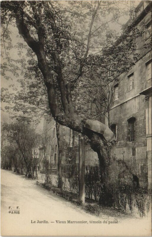 Carte postale ancienne Le Jardin - Vieux Marronnier, témoin du passé à Paris 6e