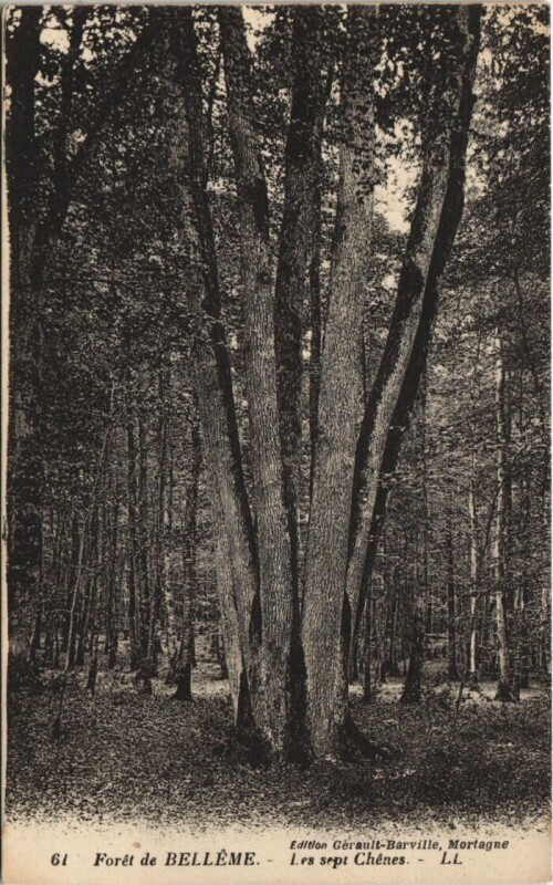 Carte postale ancienne Foret de Belleme-Les sept Chénes