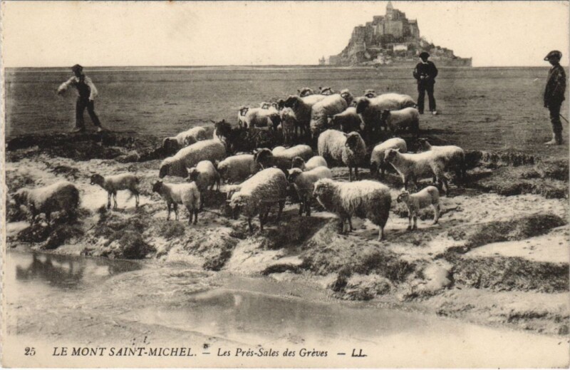 Carte postale ancienne Le Mont-Saint-Michel-Les Pres Sales des Greves au Mont-Saint-Michel