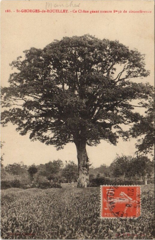 Carte postale ancienne Saint-Georges de Rouelley-Ce Chene geant meaure à Saint-Georges-de-Rouelley