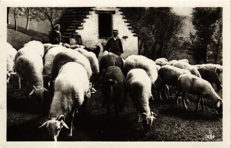 Carte postale ancienne Les Pyrénées - Scenes et Types des Pyrénées - Moutons au Paturage