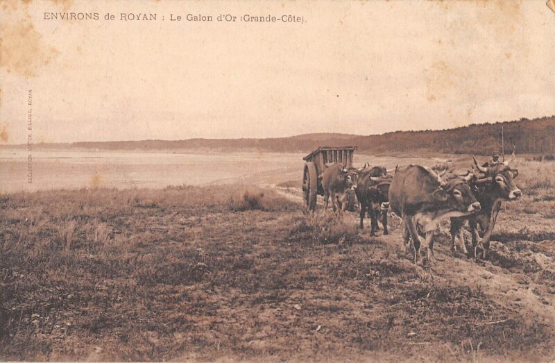 Carte postale ancienne Environs De Royan - Le Galon D'Or - Grande Cote à Royan
