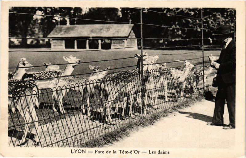 Carte postale ancienne Lyon - Parc de la Tete d'Or - Les daims à Lyon