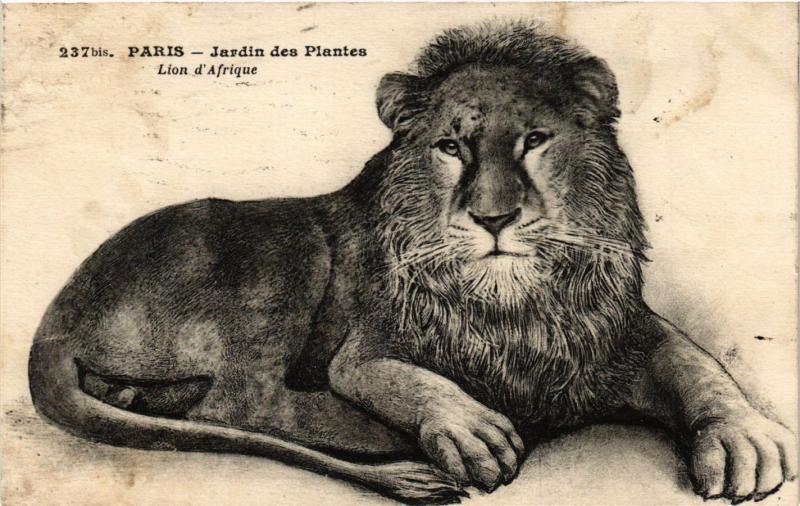 Carte postale ancienne Paris 5e-Jardin des Planes-Lion d'Afrique à Paris 5e
