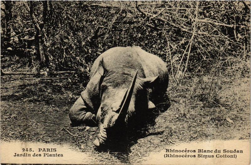 Carte postale ancienne Paris 5e-jardin des Plantes-Rhinocéros Blanc du Soudan à Paris 5e