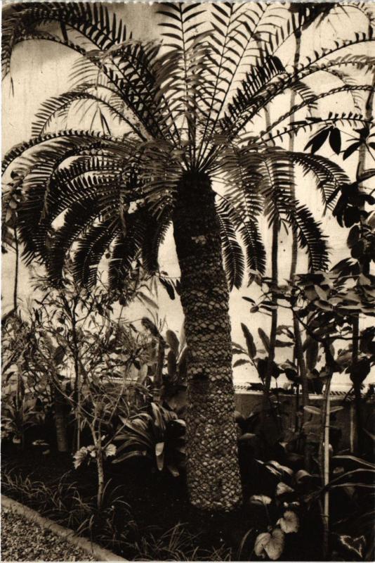 Carte postale ancienne Paris 5e-Jardin d'Hiver-Une Cycadée millénaire à Paris 5e