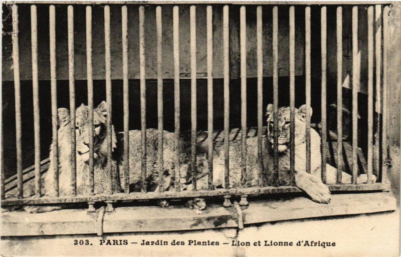 Carte postale ancienne Paris 5e-Jardin des Plantes-Lion et Lionne d'Afrique à Paris 5e