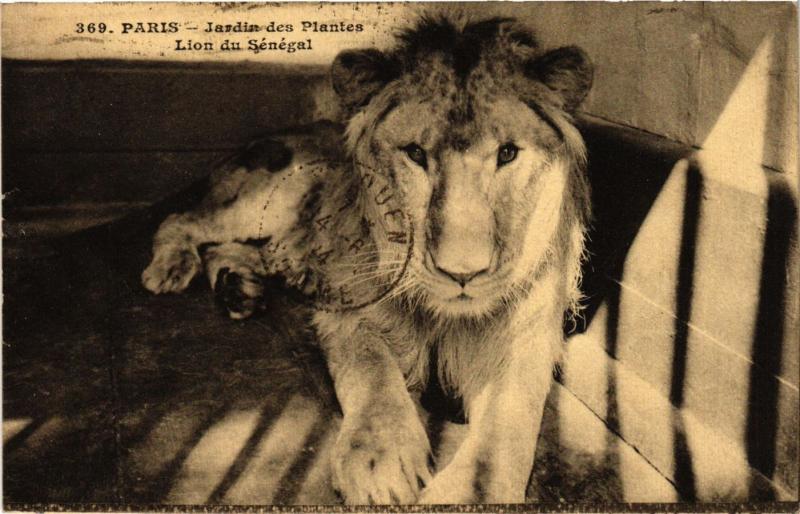 Carte postale ancienne Paris 5e-Jardin des Planes-Lion du Sénégal à Paris 5e