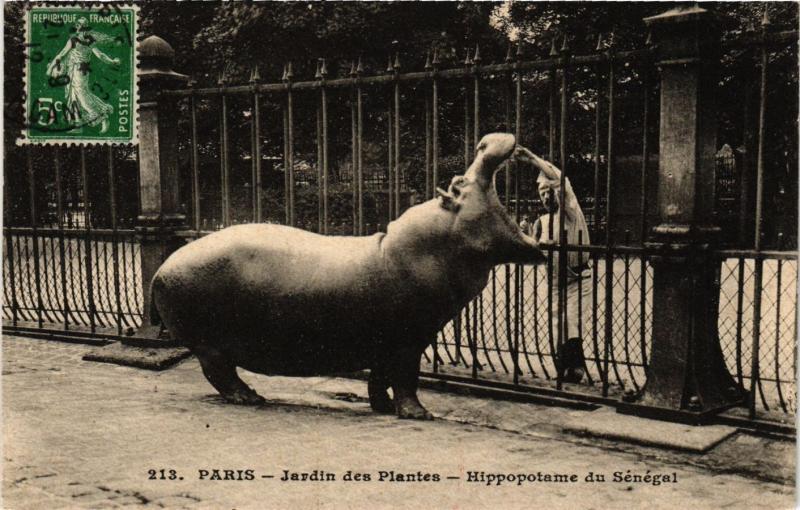 Carte postale ancienne Paris 5e-Jardin des Plantes-Hippopotame du Sénégal à Paris 5e
