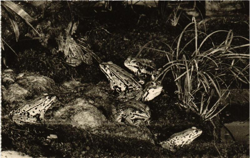 Carte postale ancienne Paris 5e-Vivarium-Grenouille verte France à Paris 5e