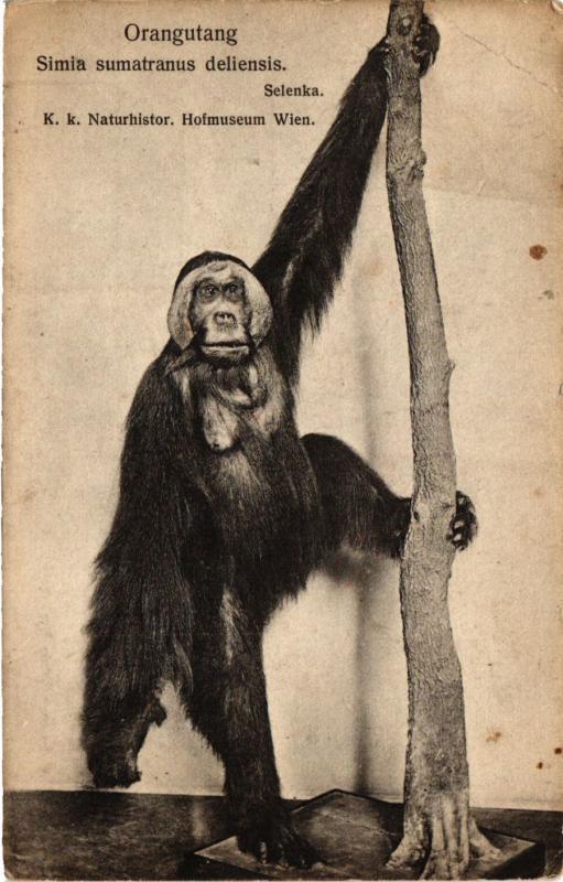 Carte postale ancienne Paris 5e-Orangutang-Simia sumatranus deliensis à Paris 5e
