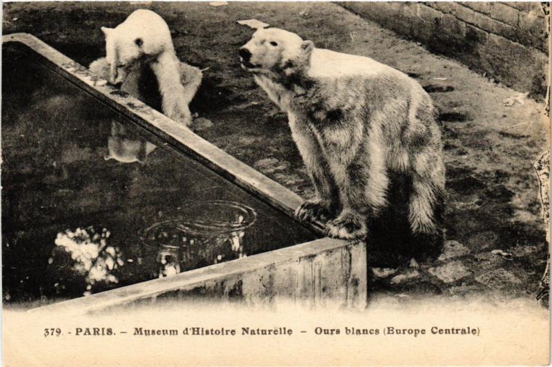 Carte postale ancienne Paris 5e-Museum d'Histoire Naturelle-Ours Blancs à Paris 5e