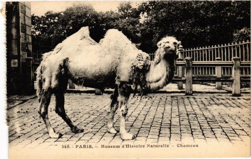 Carte postale ancienne Paris 5e-Museum d'Histoire Naturelle-Chameua à Paris 5e