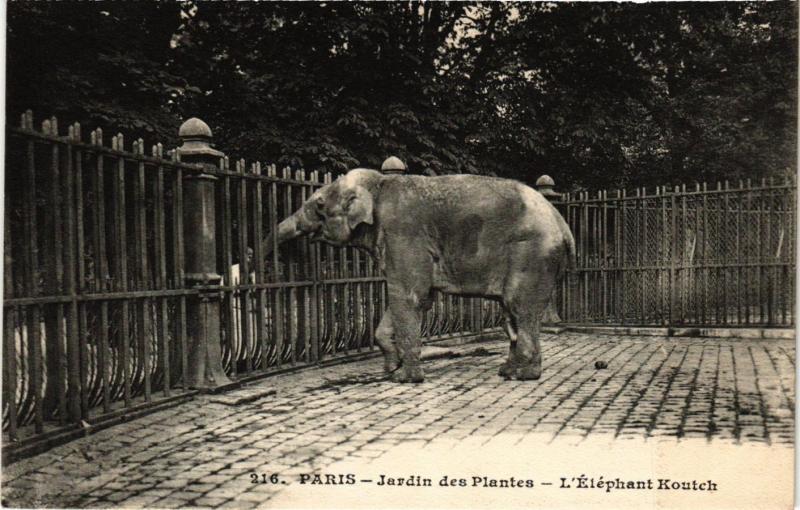 Carte postale ancienne Paris 5e-Jardin des Plantes-L'Eléphant Koutch à Paris 5e